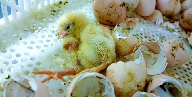 Baby Chicks Ground Up Alive at Sanderson Farms Hatchery