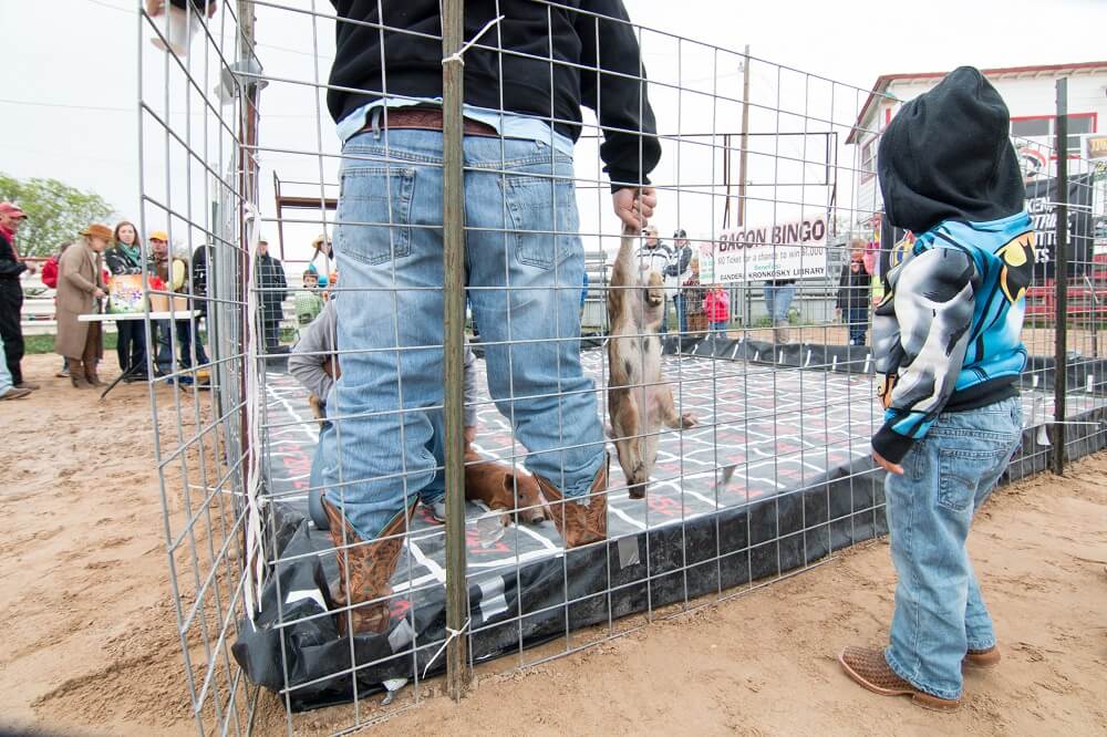 carrying baby pig by the legs at the Bandera Ham Rodeo
