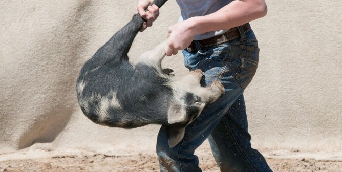 carrying pig by the legs at the Bandera Ham Rodeo