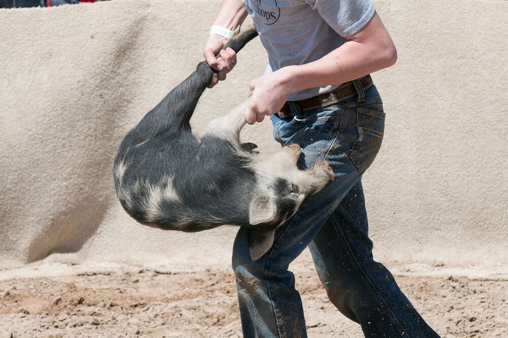 carrying pig by the legs at the Bandera Ham Rodeo