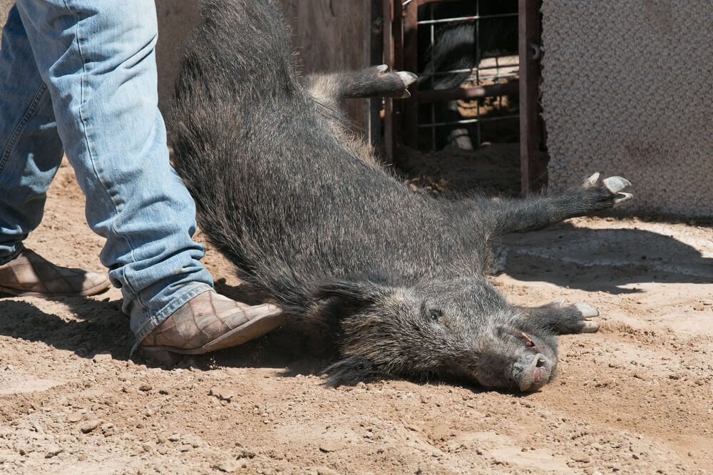Pig Being Dragged at the Bandera Ham Rodeo