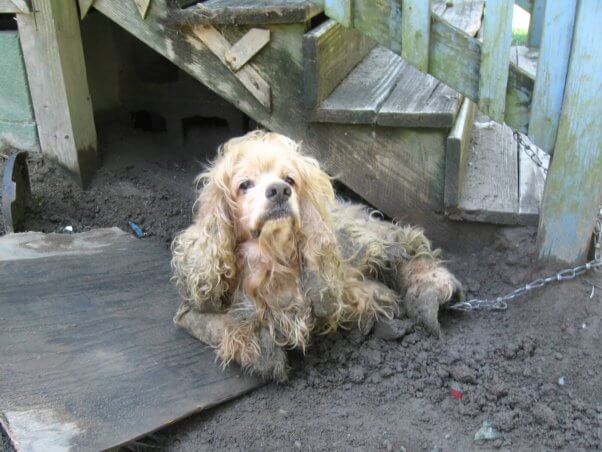 Chained Dog With Miserable Fur Mats