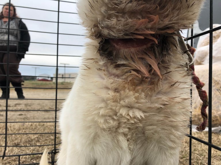 Pictures 15 Reasons Never to Chain Dogs PETA