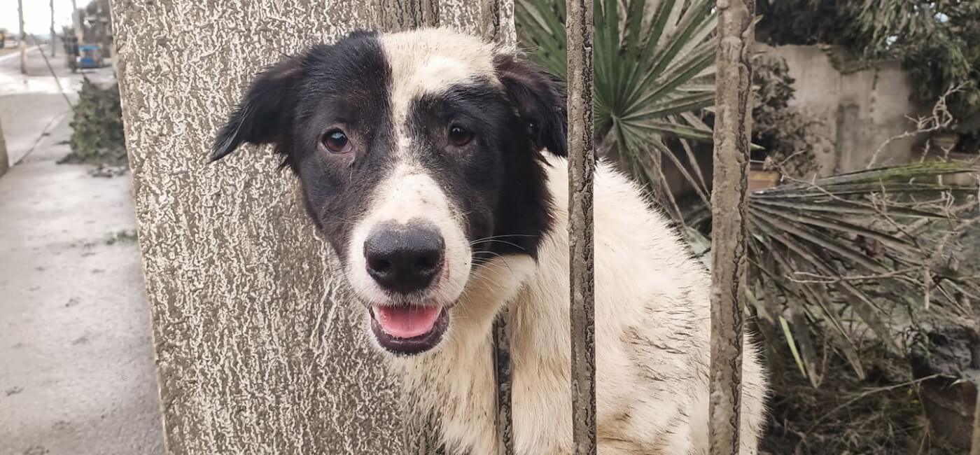 Black and white dog abandoned in Taal volcano eruption