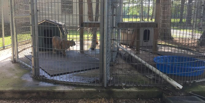 Bobcat at Union County Sportsmen's Club