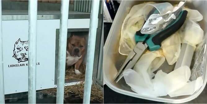 Victim of Simon Davis and Ear Cropping Tools Found at His Home