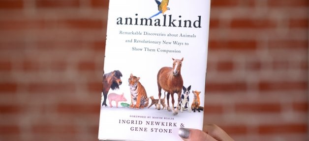animalkind book held up by a hand with silver nails on a brick background