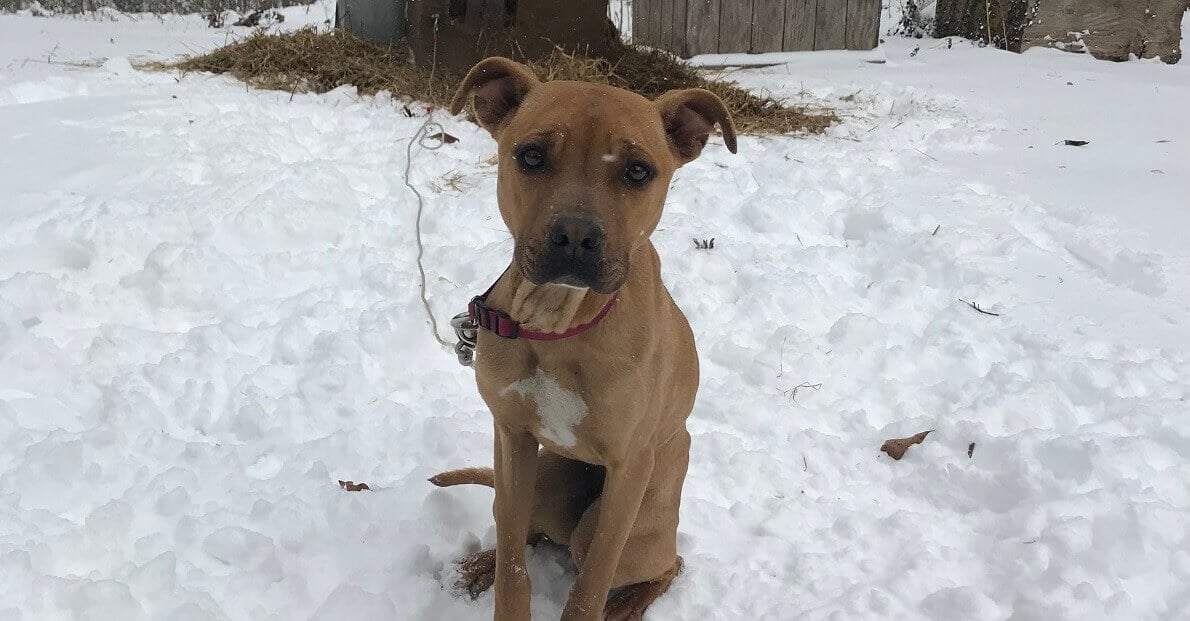 15 reasons not to chain dogs: Hazel sits outside in the snow