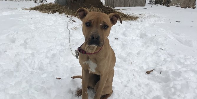 Chained Dog Hazel, PETA CAP Client