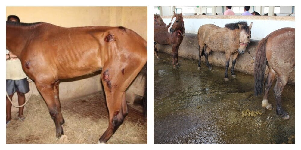 Horse Antibody Production Farm India