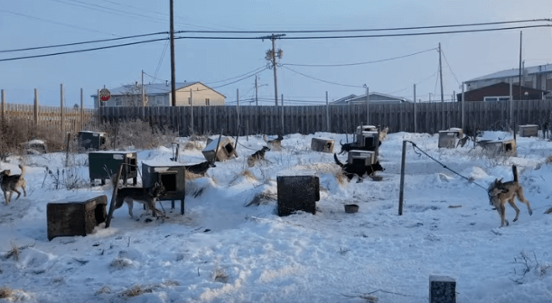 Iditarod: Chained, Suffering, and Dying Dogs