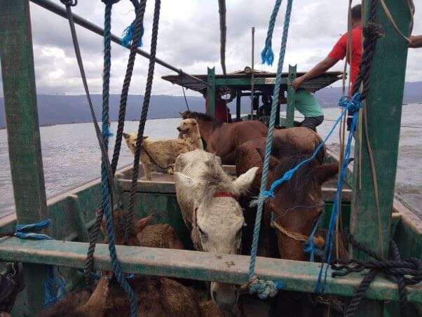 PETA Asia Taal Volcano Rescue Effort