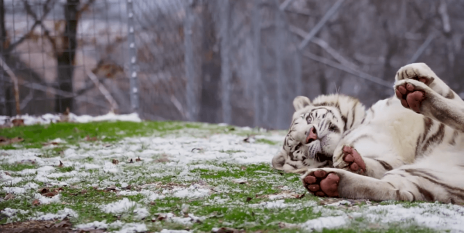 PETA Helped Rescue Tigers From Dade Citys Wild Things
