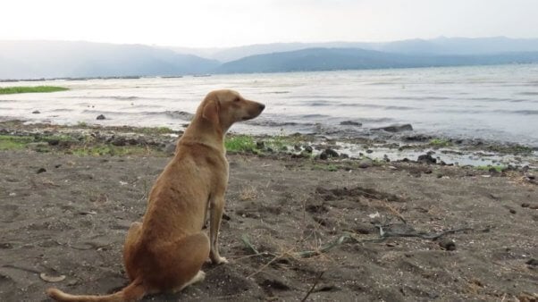PETA Asia Rescues Animals From Taal Island