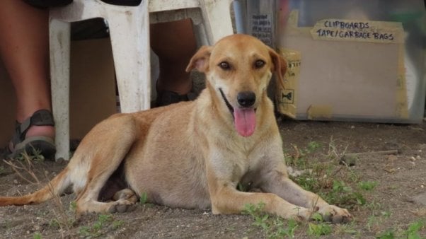 PETA Asia Rescues Animals From Taal Island