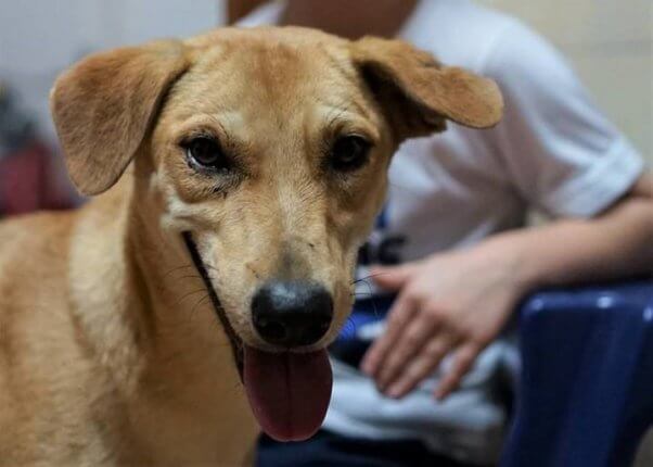 Palakitik Rescued From Taal Volcano and Adopted