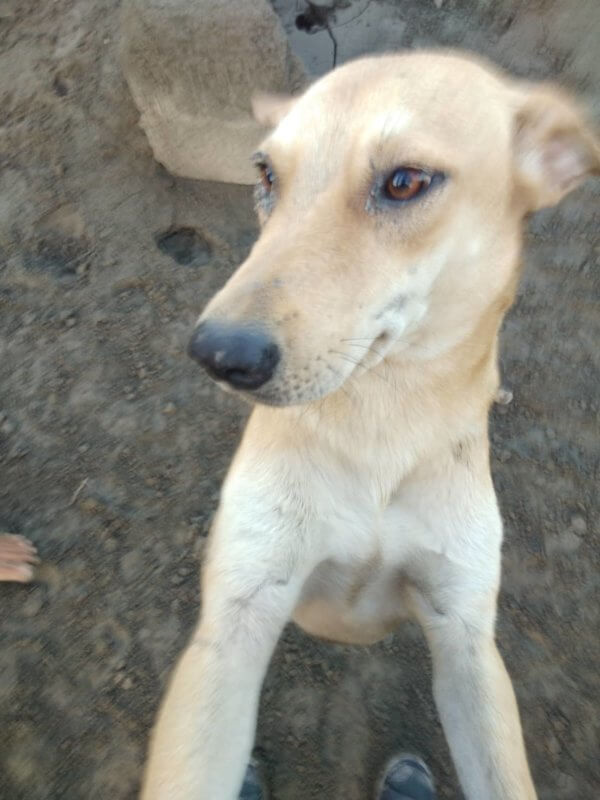 PETA Asia Rescues Animals From Taal Island