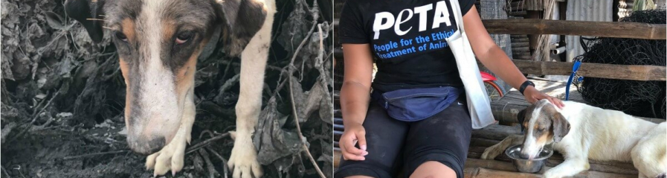 PETA Asia Taal Volcano Rescue Effort