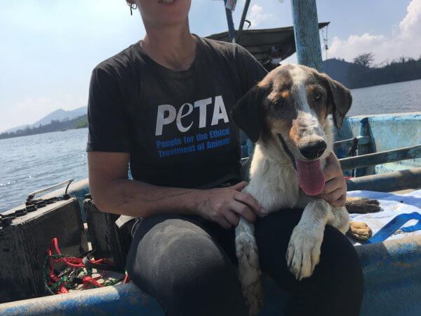 PETA Asia Taal Volcano Rescue Effort