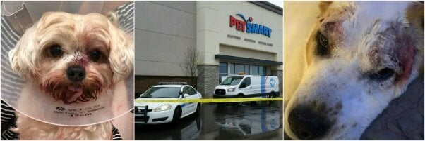 Main Image for Ongoing List of PetSmart and Petco Grooming Injuries and Deaths