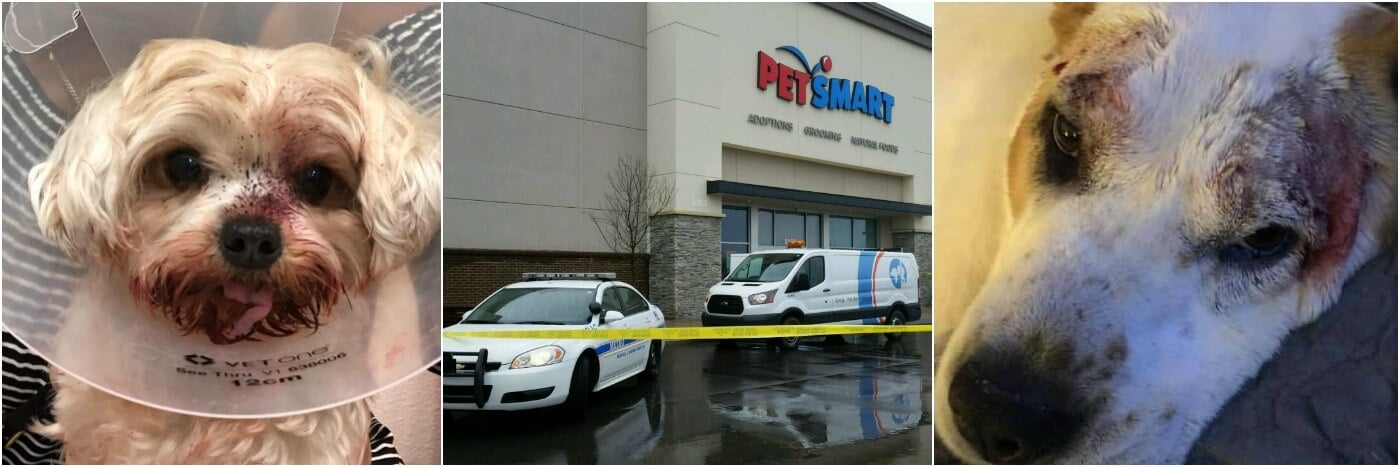 How old do have to be to work at petsmart Dog Dies During Nail Trim 4 Petsmart Employees Charged Peta