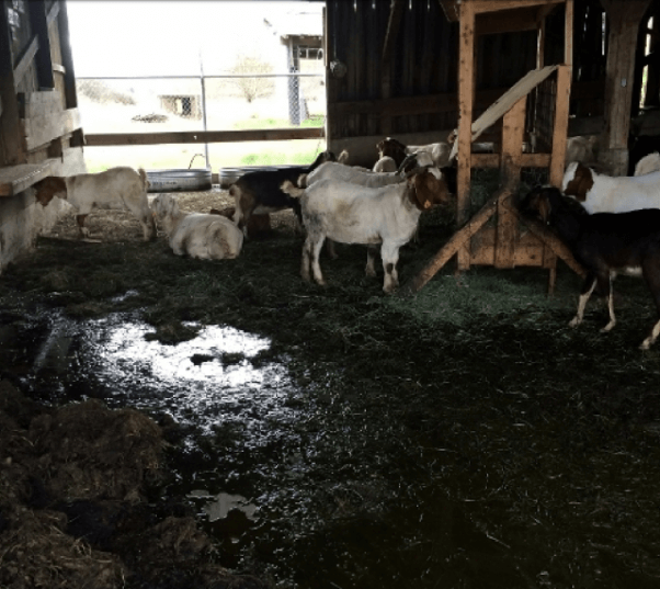 Animals Used on Antibody Farms