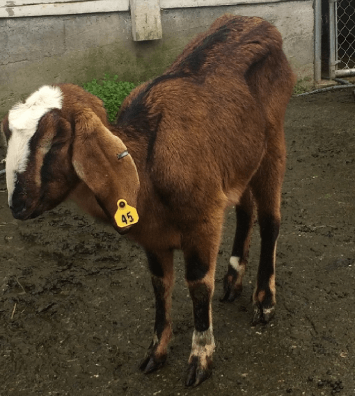 Animals Used on Antibody Farms