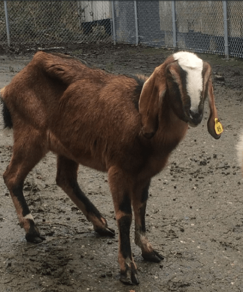 Animals Used on Antibody Farms