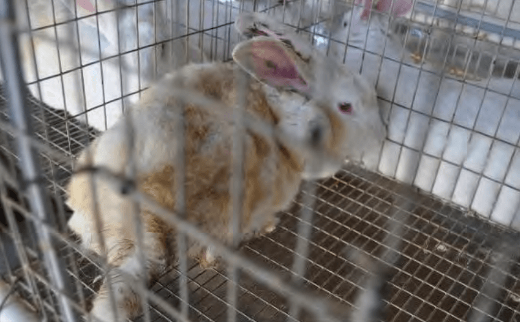 Animals Used on Antibody Farms