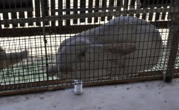 Animals Used on Antibody Farms