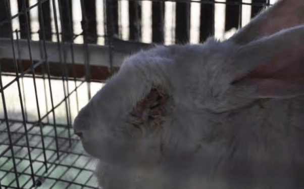 Animals Used on Antibody Farms