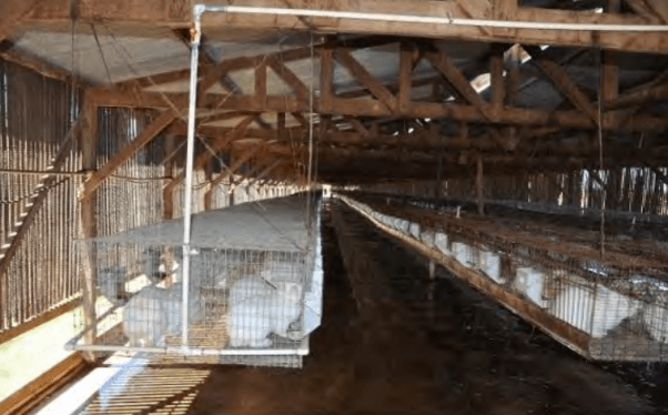 Animals Used on Antibody Farms
