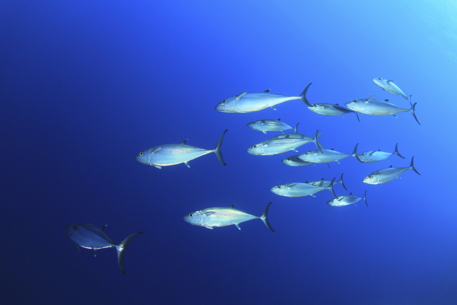 Top 10 Reasons to Not Eat Tuna PETA