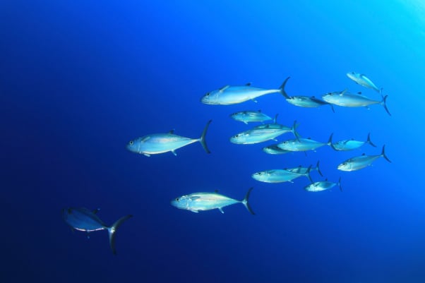 School of Tuna Fish in the Ocean