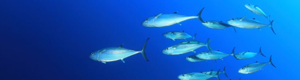 School of Tuna Fish in the Ocean