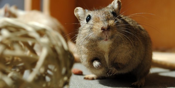 Gerbil Playing with Straw Ball