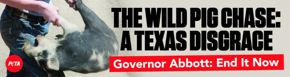The Wild Pig Chase: A Texas Disgrace