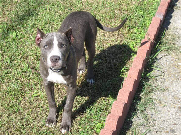 Dog With Infected Cropped Ears