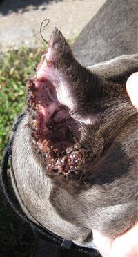 Dog With Infected Cropped Ears