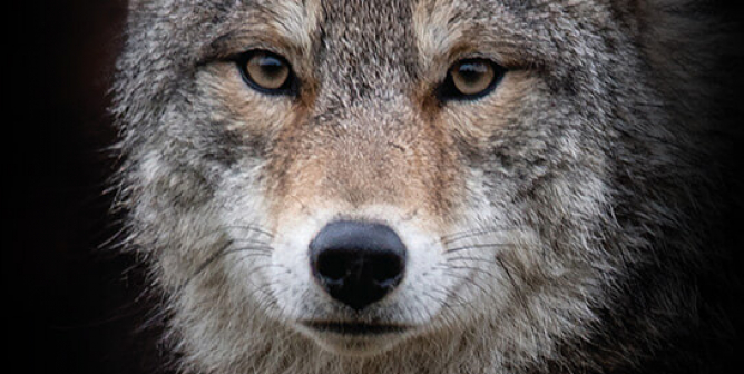 (VICTORY!) I Want You to Change. Wear Vegan. Boycott Canada Goose. (Coyote)