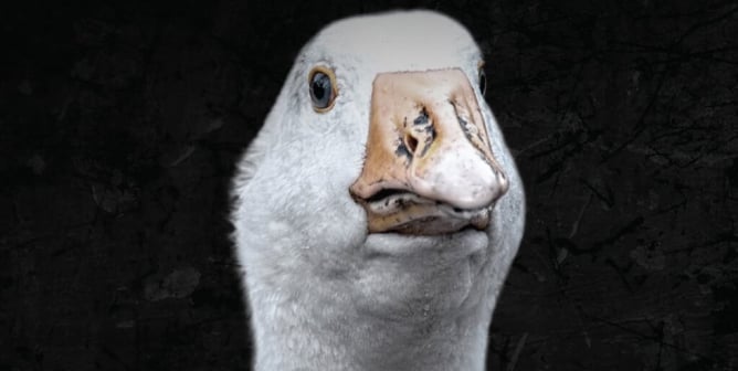 I Want You to Change. Wear Vegan. Boycott Canada Goose. (Goose)