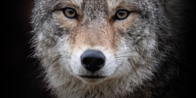 I Want You to Change. Wear Vegan. (Coyote)