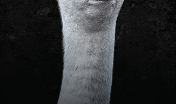 I Want You to Change. Don’t Buy Down. (Goose)