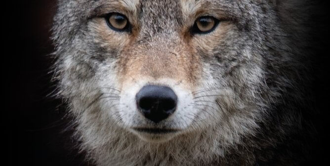 I Want You to Change. Don’t Buy Fur. (Coyote)