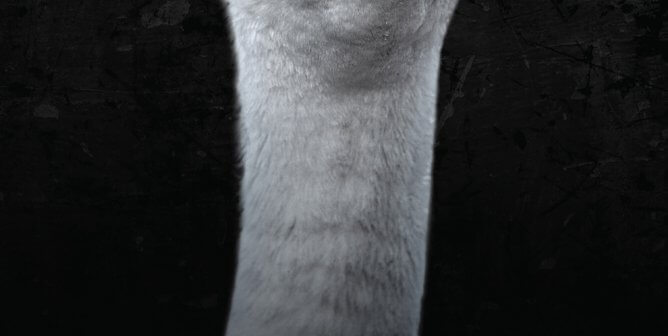 I Want You to Change. Wear Vegan. (Goose)