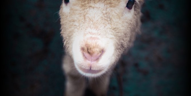I Want You to Change. Wear Vegan. (Sheep)