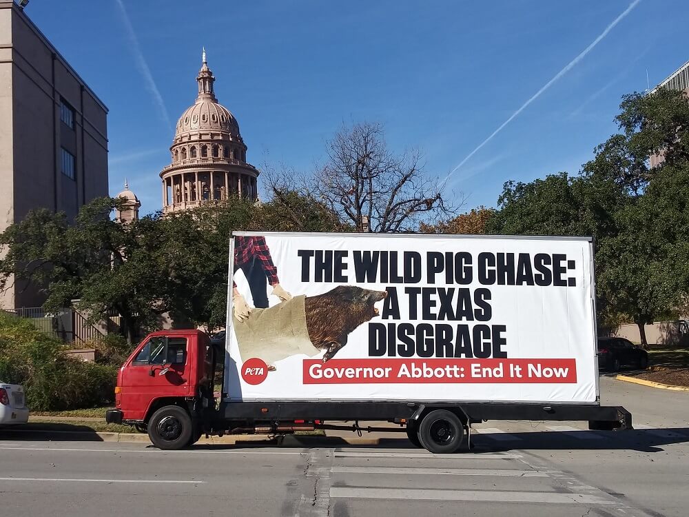 PETA Billboard condemning the Bandera Ham Rodeo