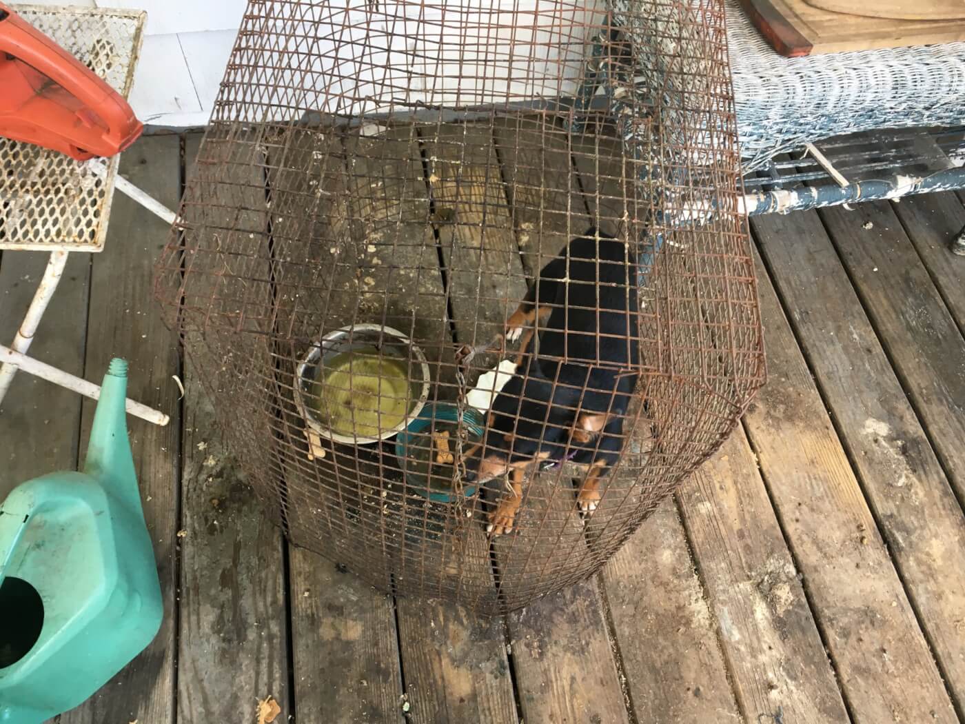 Apple Jack, a miniature Pinscher mix, in a rusty wire cage before being rescued