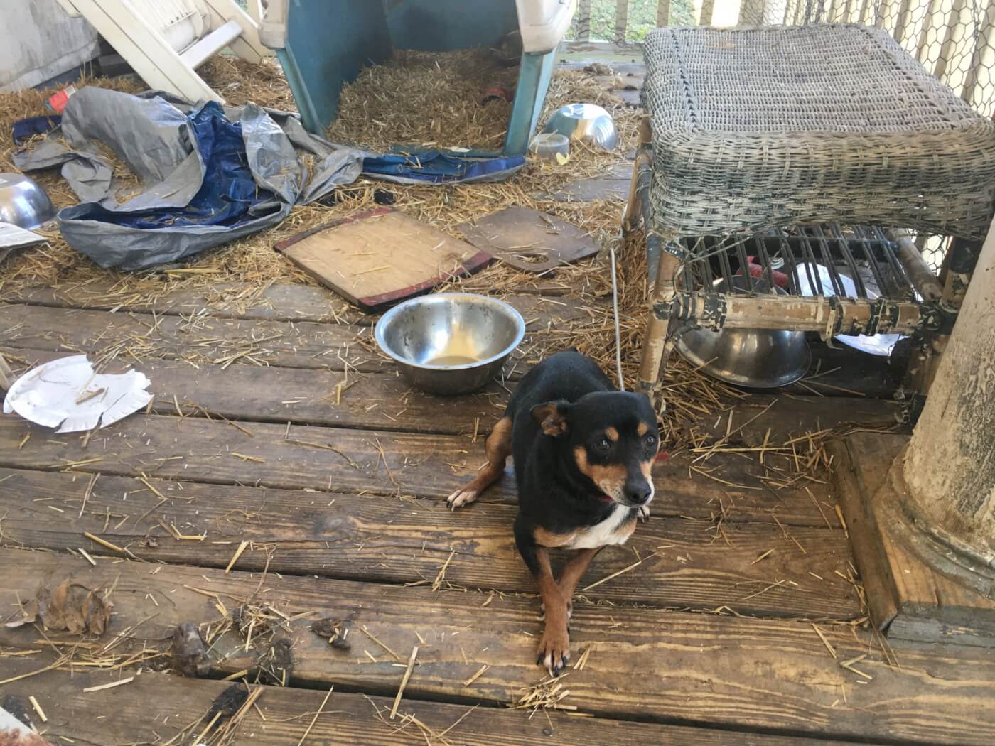 "Before" photo of Apple Jack, a miniature pinscher mix rescued by PETA