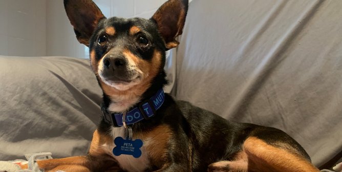 Apple Jack, a miniature pinscher mix rescued by PETA